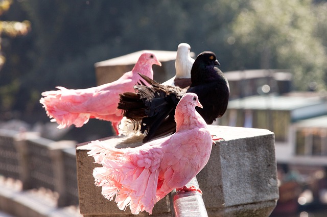輕鬆態度 輕鬆態度